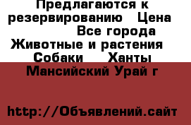 Предлагаются к резервированию › Цена ­ 16 000 - Все города Животные и растения » Собаки   . Ханты-Мансийский,Урай г.